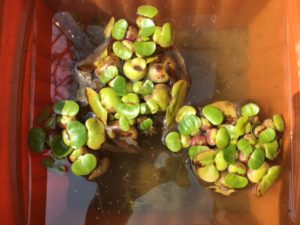 越冬したホテイアオイの写真