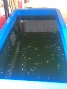 メダカの稚魚
