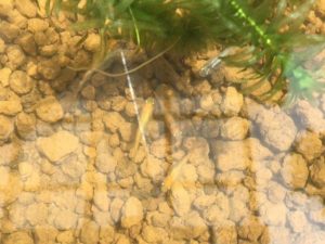 ２０１６年に産まれたメダカ