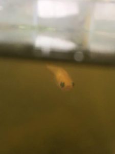 メダカ正面画像