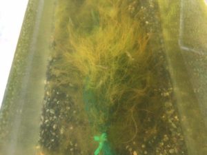 ウィローモスのかたまり