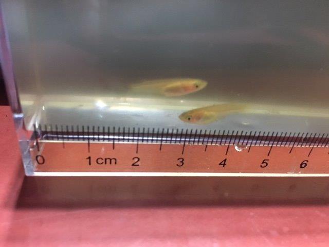 １．５センチの２匹のメダカの稚魚
